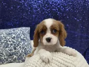 Cavalier King Charles Spaniel – 13964