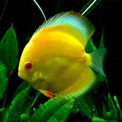Albino Yellow Diamond