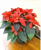 ASSORTED COLOR POINSETTIA