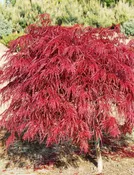 Crimson Queen Japanese Maple