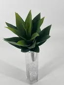 Agave Plant Green