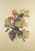 Plate 107-Canada Jay — Taylor Clark Gallery