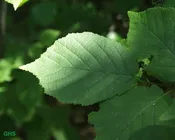 American Hazelnut (Corylus americana)