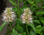 Agastache urticifolia (Nettleleaf giant hyssop)