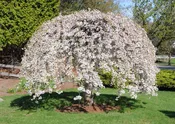 Cherry, Weeping Snow Fountain
