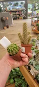 Cactus Assorted - 2"