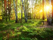 Deep Forest Sunlight Wall Mural