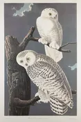 Plate 121-Snowy Owl — Taylor Clark Gallery