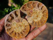 Cut and Polished Cleoniceras Ammonite Fossil Pairs x 6 From Tulear, Madagascar