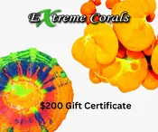 $200 Gift Certificate