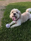 BaseBeau baseball dog toy
