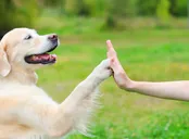 Q1800.Therapy Dog Training 1- Monday 6:00 pm