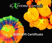$150 Gift Certificate