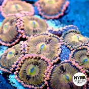 Alien Anti Venom Zoanthids