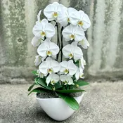 Elegant Orchid Waterfall Planter - In White