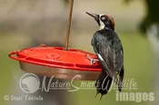 Acorn Woodpecker at nectar feeder Tekiela TEK7834
