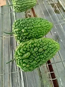 Balsam Pear: BAP-3591