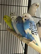 Budgies Parakeet
