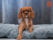 Cavalier King Charles