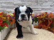 English Bulldog – 5493