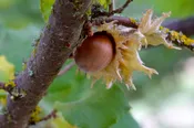 American Hazelnut