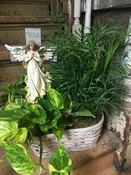 Dish Garden with Angel
