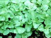 Amaranth: WHITE LEAF