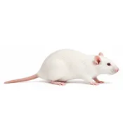 Large Rats