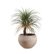 39.5" Desert Palm