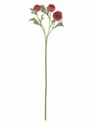 27" Coral Ranunculus