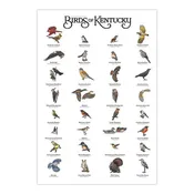 Birds of Kentucky Print