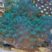 Bubble Tip Anemone