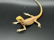 Assorted morph and normal Bearded Dragons — Pets-A-Plenty