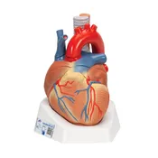 Heart, 7-part