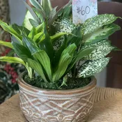 8" Dish Garden
