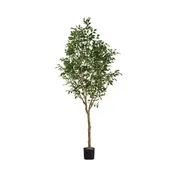 7.5' Ficus Benjamina Tree
