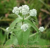 Boneset Herbal Tincture