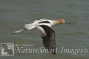 American Avocet adult breeding flight Tekiela TEK2244