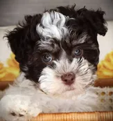 Havanese (F) 24910