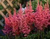 Astilbe - Rise and Shine