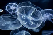 Captive-bred Moon Jellyfish