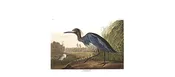 Blue Crane or Heron — Your Site Title