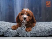 Cavapoo
