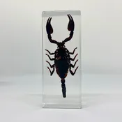 Black Scorpion — Rest in Pieces