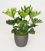 10in Philodendron Hope