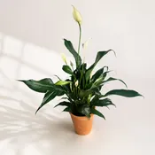 green plant - peace lily