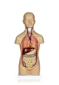 12 Part Human Torso