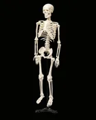 34" Human Skeleton