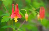 Columbine