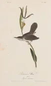 Plate 122-Parkman's Wren — Taylor Clark Gallery